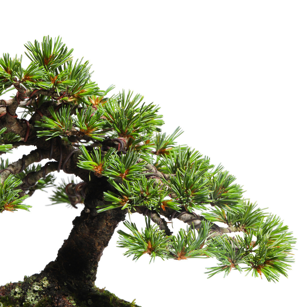 五葉松 -Japanese white pine- （推定樹齢40年）-M0018-｜TRADMAN'S